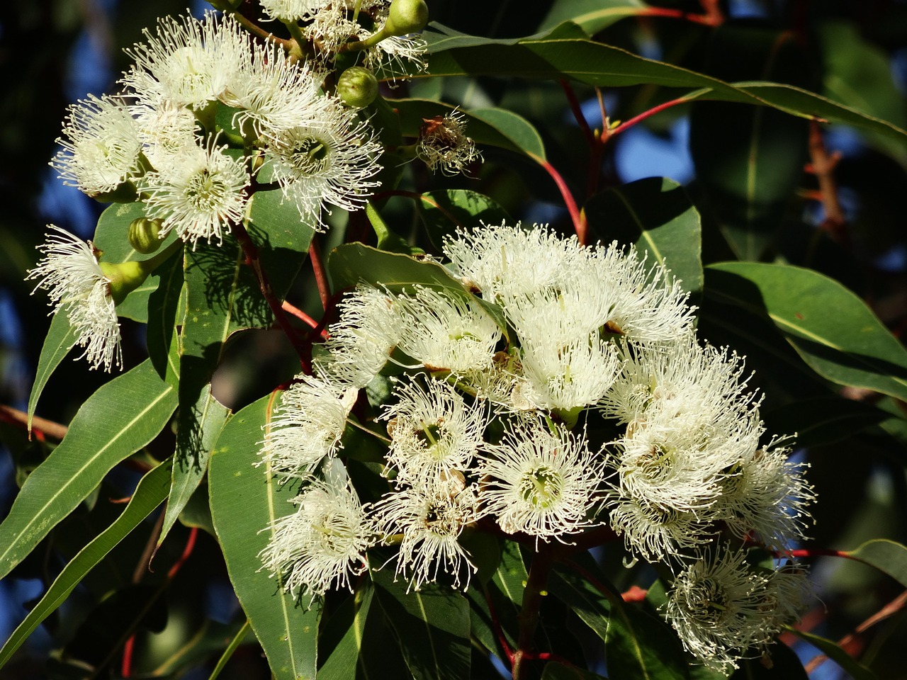 How to Store Lemon Eucalyptus Oil: Keeping the Citronellal Fresh