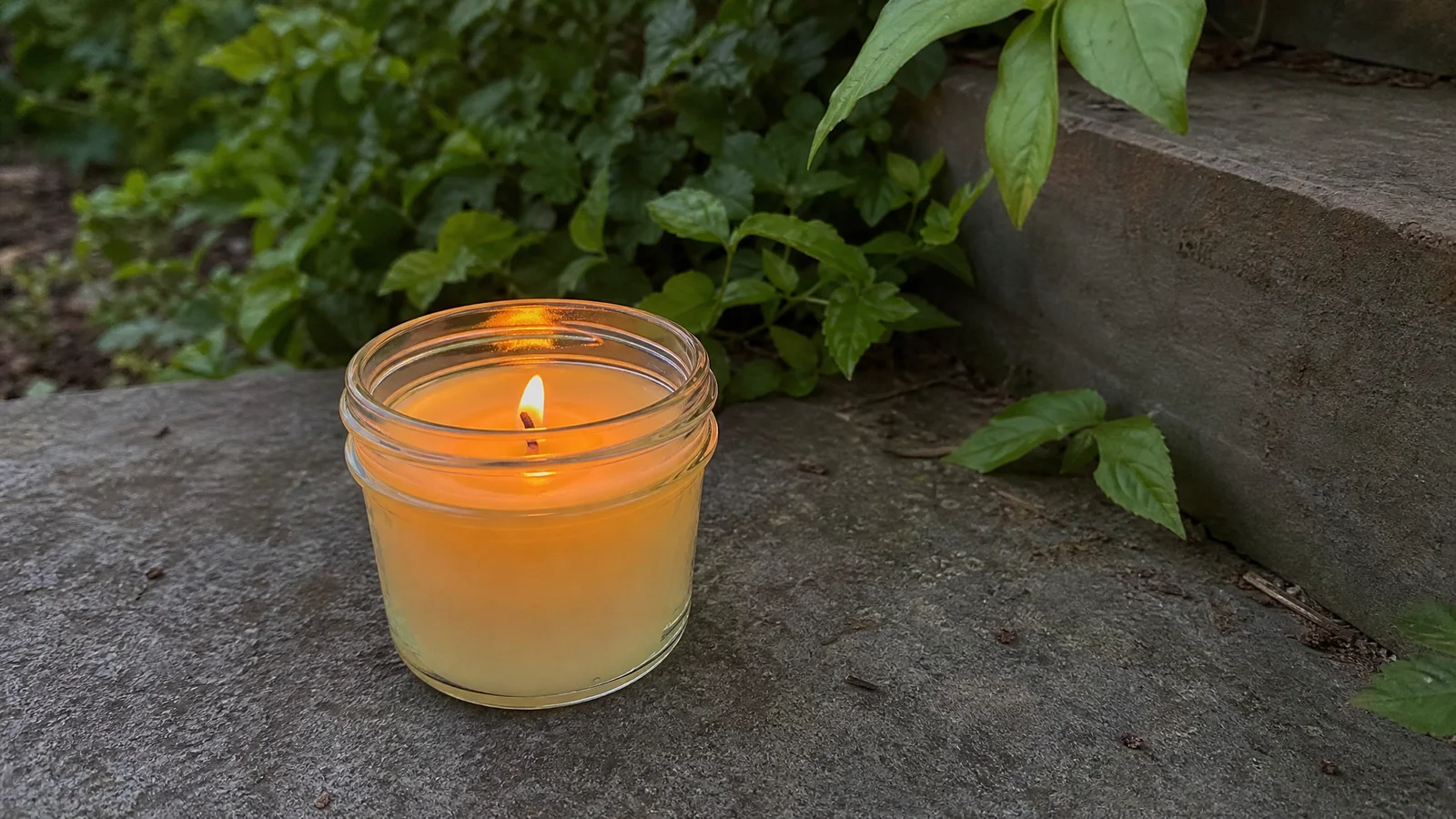 Lemon Eucalyptus vs Citronella: Does Citronella Work for Mosquitoes?