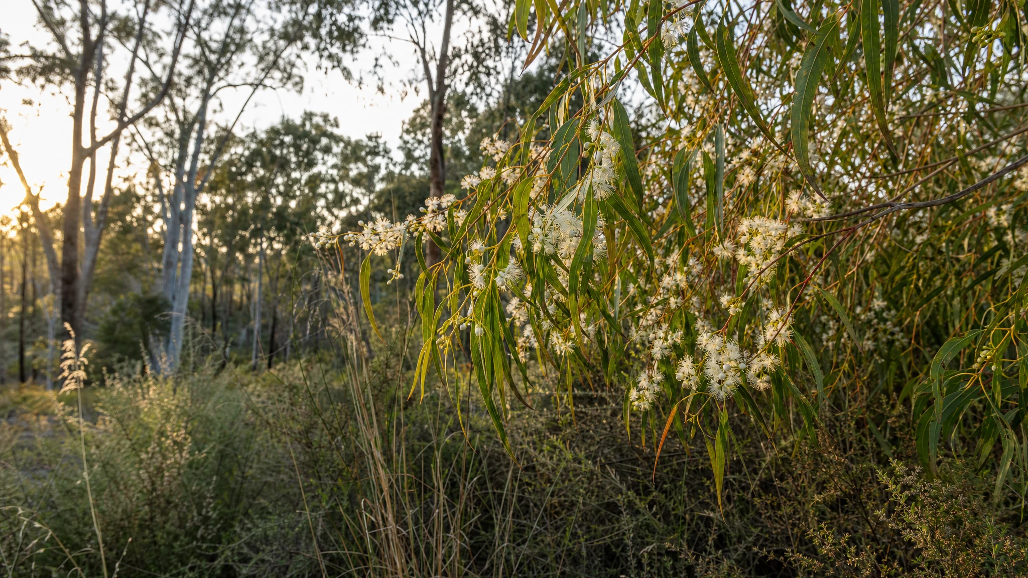 What Bugs Does Lemon Eucalyptus Repel?
